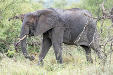female elephant in shrubland thick vegetation at Kruger park, South Africa