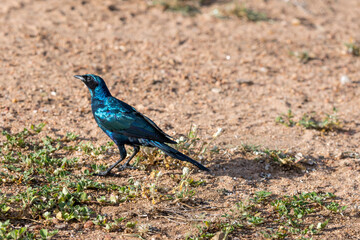 Burchells Starling on ground at Kruger park, South Africa