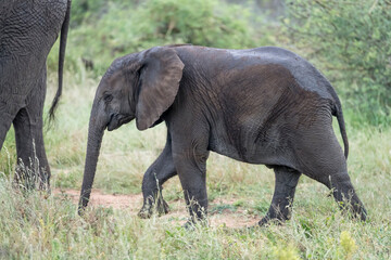 cub elephant in shrubland at Kruger park, South Africa