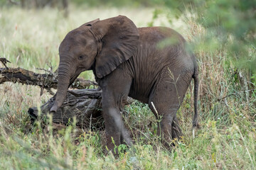 baby elephant in shrubland thick vegetation at Kruger park, South Africa
