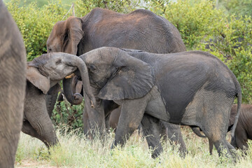 Naklejka na ściany i meble cub elephants playing with trunks in shrubland at Kruger park, South Africa