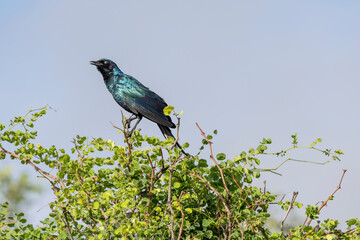 Burchells Starling on shrub top at Kruger park, South Africa