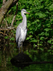 Grey heron standing on a log in a river in Kent, UK. The heron has its tongue showing. Grey heron (Ardea cinerea) in Kelsey Park, Beckenham, Greater London. The park is famous for its herons.