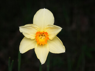 Fototapeta premium Daffodil (Narcissus) flower on the dark blurred background. Light yellow flower with orange middle and details of pistils.