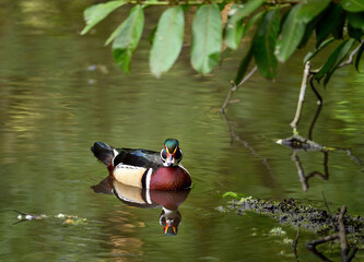 Male wood duck swimming on a lake in Kent, UK. A colorful duck with beautiful plumage and leaves above. Wood duck or Carolina duck (Aix sponsa) in Kelsey Park, Beckenham, London.