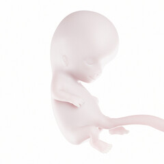3d medical illustration of the human fetus