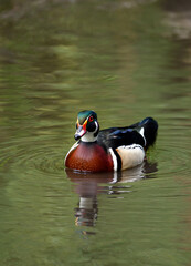 Male wood duck swimming on a lake in Kent, UK. A colorful duck with beautiful plumage in portrait view. Wood duck or Carolina duck (Aix sponsa) in Kelsey Park, Beckenham, London.