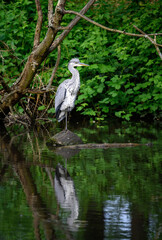 Grey heron standing on a log in a river in Kent, UK. Distant view of a heron with full reflection. Grey heron (Ardea cinerea) in Kelsey Park, Beckenham, London. The park is famous for its herons.