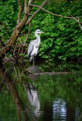 Grey heron standing on a log in a river in Kent, UK. Distant view of a heron with full reflection. Grey heron (Ardea cinerea) in Kelsey Park, Beckenham, London. The park is famous for its herons.