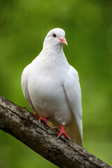 Rock dove or common pigeon or feral pigeon in Kent, UK. White dove (pigeon) sitting on a branch facing right with green background. White dove (Columba livia) in Kelsey Park, Beckenham, Greater London