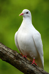 Rock dove or common pigeon or feral pigeon in Kent, UK. White dove (pigeon) sitting on a branch facing left with green background. White dove (Columba livia) in Kelsey Park, Beckenham, Greater London.