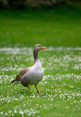 Naklejka na ściany i meble Greylag goose standing on grass with white flowers in Kent, UK. Portrait orientation with shallow depth of field. Greylag goose (Anser anser) in Kelsey Park, Beckenham, Greater London.