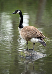 Canada goose standing on a log in a lake in Kent, UK. The goose is facing left. Canada goose (Branta canadensis) in Kelsey Park, Beckenham, Greater London.