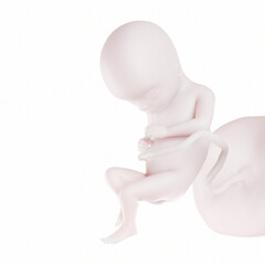 3d medical illustration of the human fetus