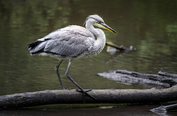 Grey heron in a river in Kent, UK. The heron is standing on a log with neck bent in landscape view. Grey heron (Ardea cinerea) in Kelsey Park, Beckenham, London. The park is famous for its herons.