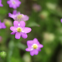 Fototapeta premium purple flower
