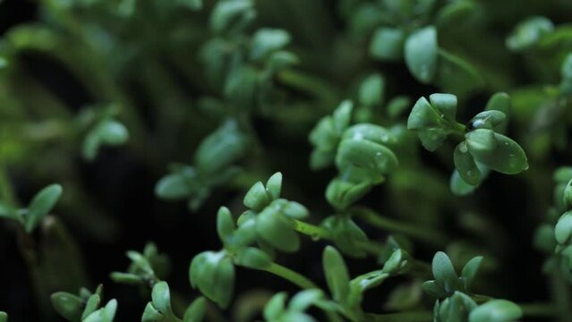 microgreen watercress lettuce rotates in a circle