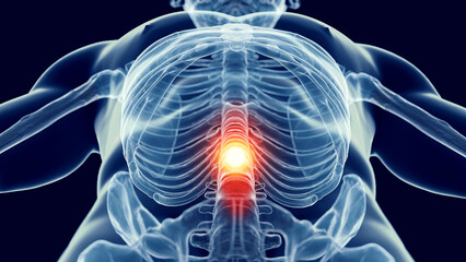 3d medical illustration of a man's skeletal system. lower back pain