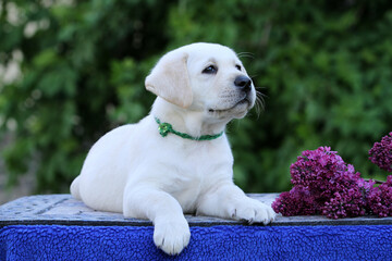 yellow labrador retriever in spring close up