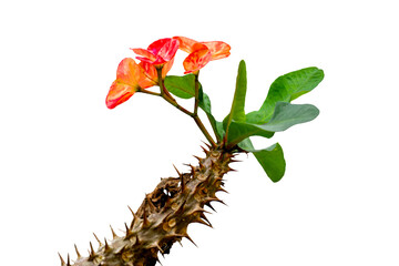 A crown of thorn flower in bloom is pink