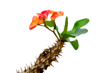 A crown of thorn flower in bloom is pink