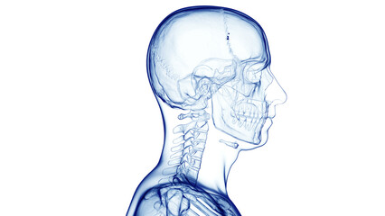 3d medical illustration of a man's skull and cervical spine