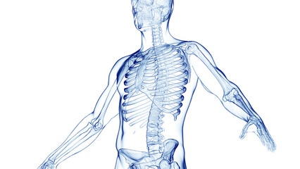 3d medical illustration of a man's skeletal system
