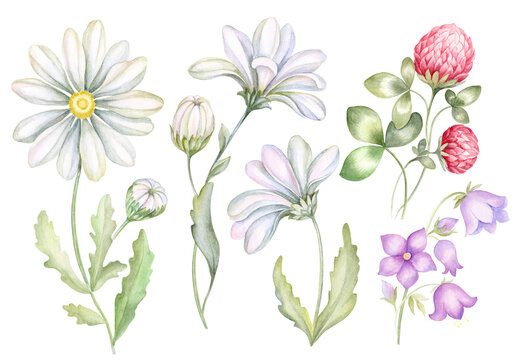 Watercolor wildflowers. Set of meadow flowers chamomile, clover, bluebells. Hand drawn illustration.