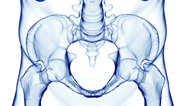 3d medical illustration of a man's pelvis