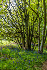 A view of Bluebells flowering around  a tree  in Badby Wood, Badby, Northamptonshire, UK in summertime
