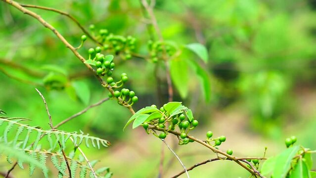 Litsea cubeba Pers