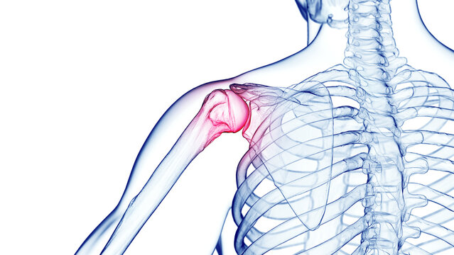 3d medical illustration of a man's shoulder. shoulder pain