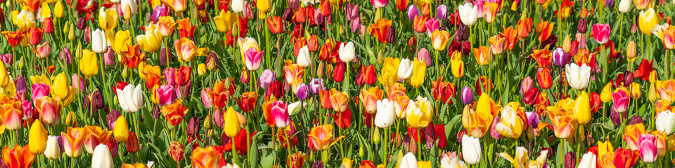 Panorama of colorful beautiful blooming tulip in Lisse, Holland Netherlands in spring