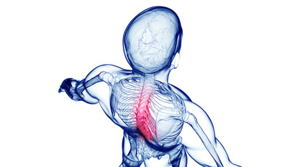 3d medical illustration of a man's skeletal system. back pain