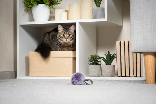 A domestic cat lives in a room, sitting on a box on a white shelf
