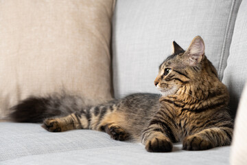 Fototapeta na wymiar One-year-old tabby cat with a fluffy tail lying on a gray sofa.