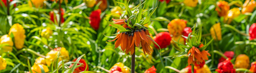 Orange flowering fritillaria imperialis and colorful beautiful blooming tulip in background in Netherland