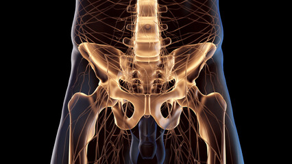 3d medical illustration of a man's pelvis - obrazy, fototapety, plakaty