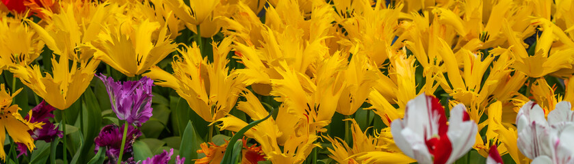 Obraz premium Panorama of colorful beautiful yellow blooming tulip in Lisse Holland Netherlands