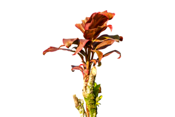 Broadleaf palm lily plant which has a combination of green and red leaf colors, natural vegetation of tropical forests