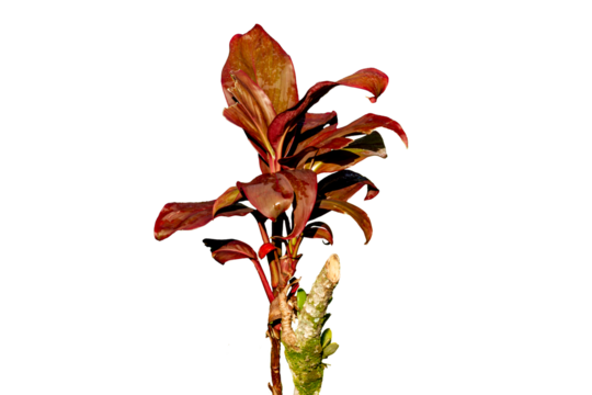 Broadleaf palm lily plant which has a combination of green and red leaf colours