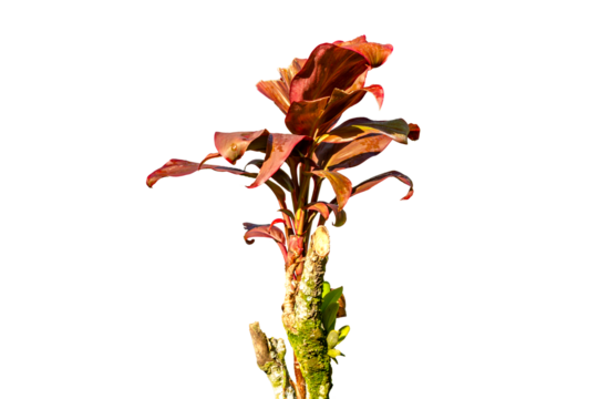 Broadleaf palm lily plant which has a combination of green and red leaf colors, natural vegetation of tropical forests