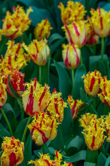 Colorful beautiful yellow red blooming tulip in Lisse Holland Netherlands