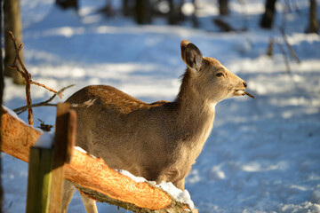 Fototapeta premium 冬の鹿