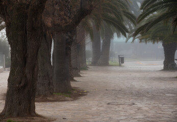 Palm trees with fog and people walking, prospective landscape