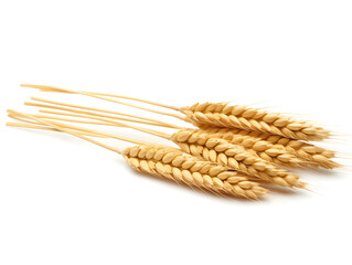 
Set of wheat spikelets, grains, sheaves of wheat isolated on white background