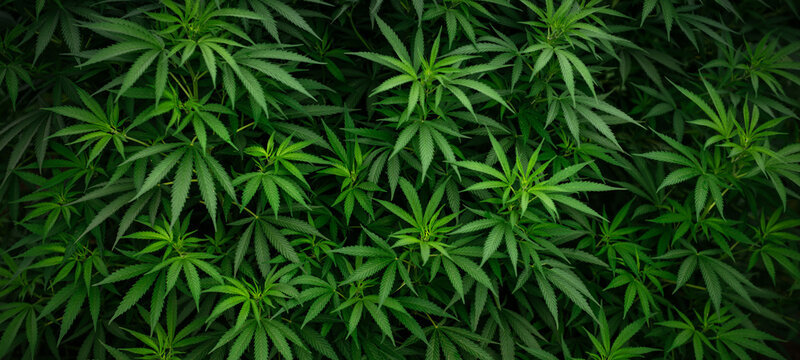 Marijuana leaf wallpaper