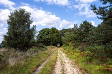 Walking on a path in Ashdown forest on a summer afternoon