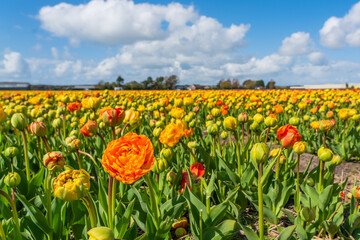 Panorama landscape of colorful yellow red blooming tulip field in Lisse Holland Netherlands
