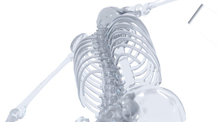 3d medical illustration of a man's skeletal system